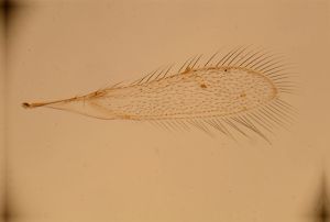 stammeri Htype 3.jpg