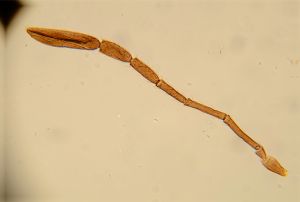 stammeri Htype 4.jpg