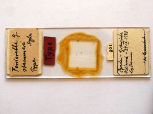 stammeri Htype s.JPG