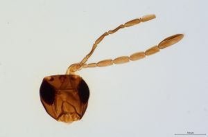 avalae Htype 0-1.jpg