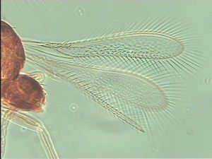 breviventris Htype 1.jpg