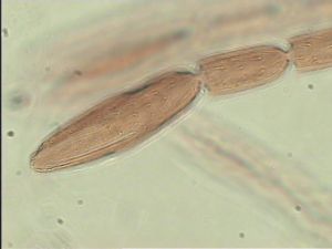 breviventris Htype 10.jpg