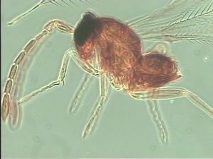 breviventris Htype 11.jpg