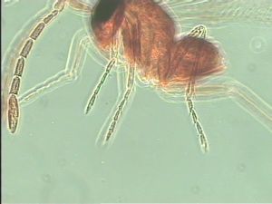 breviventris Htype 12.jpg