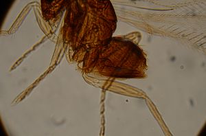 breviventris Htype 13.jpg