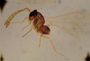 breviventris Htype 14.jpg