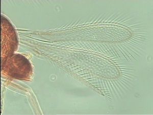 breviventris Htype 3.jpg