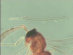 breviventris Htype 4.jpg