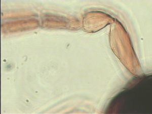 breviventris Htype 6.jpg