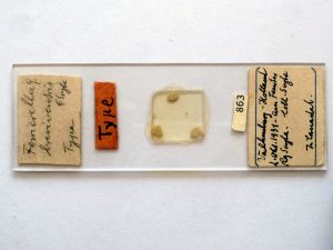 breviventris Htype s.JPG