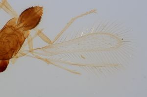 flavus 'Type' 0-1.jpg