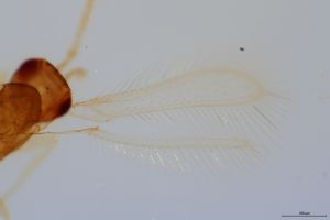 flavus 'Type' 0-2.jpg