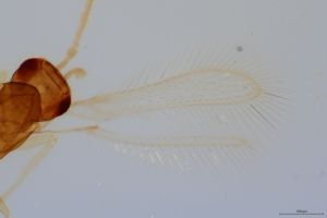 flavus 'Type' 0-3.jpg