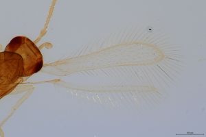 flavus 'Type' 0-6.jpg