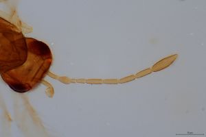 flavus 'Type' 0-7.jpg