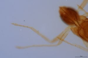 flavus 'Type' 0-8.jpg