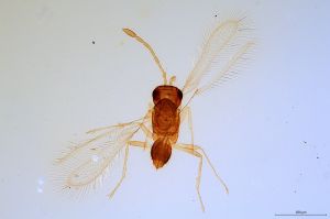 flavus Soyka 'Type' 0.jpg