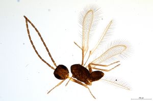 gauthieri Atype 0.jpg