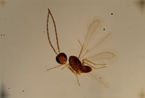 gauthieri Atype 1.jpg