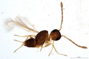 gauthieri Debauche Htype 0.jpg