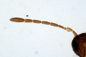 gauthieri Htype 0-2.jpg