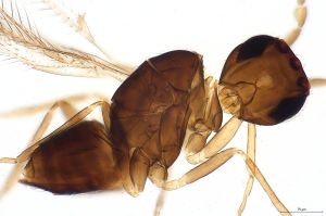 gauthieri Htype 0-3.jpg