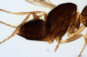 gauthieri Htype 0-4.jpg