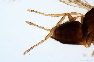 gauthieri Htype 0-5.jpg