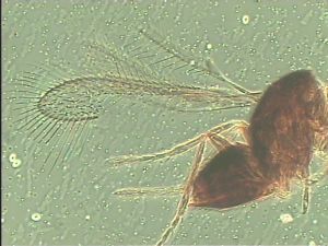 gauthieri Htype 1.jpg