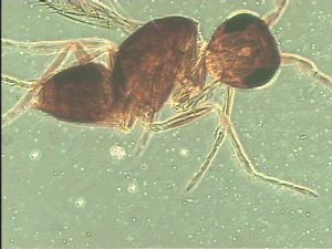 gauthieri Htype 10.jpg