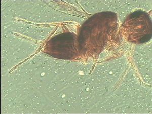 gauthieri Htype 11.jpg