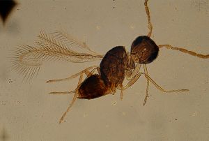 gauthieri Htype 12.jpg