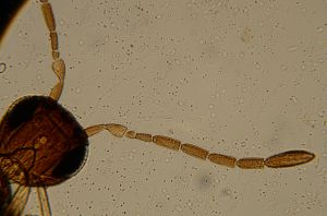 gauthieri Htype 13.jpg