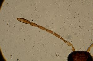 gauthieri Htype 14.jpg