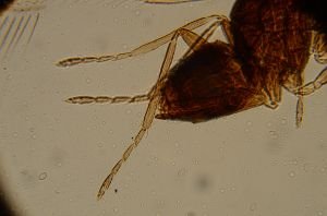 gauthieri Htype 15.jpg