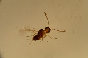 gauthieri Htype 16.jpg