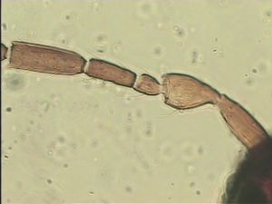 gauthieri Htype 3.jpg