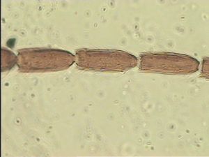 gauthieri Htype 4.jpg