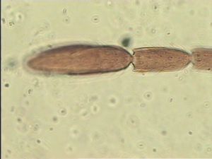 gauthieri Htype 5.jpg