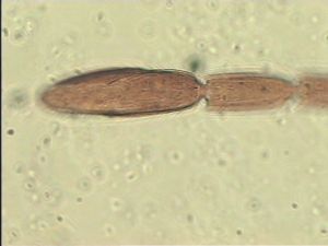 gauthieri Htype 6.jpg