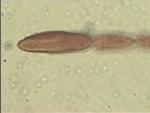 gauthieri Htype 7.jpg