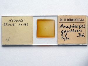 gauthieri Htype s.JPG