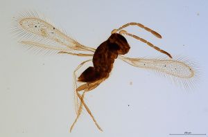 leonhardwitzi  Soyka Htype 0.jpg