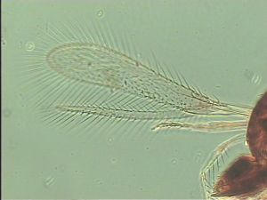 leonhardwitzi Htype 1.jpg