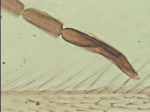 leonhardwitzi Htype 11.jpg