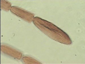 leonhardwitzi Htype 12.jpg