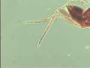 leonhardwitzi Htype 13.jpg