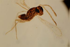 leonhardwitzi Htype 15.jpg