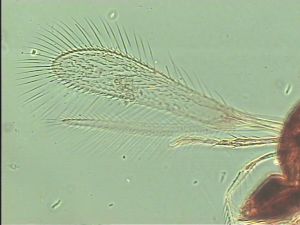 leonhardwitzi Htype 3.jpg