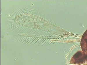 leonhardwitzi Htype 5.jpg